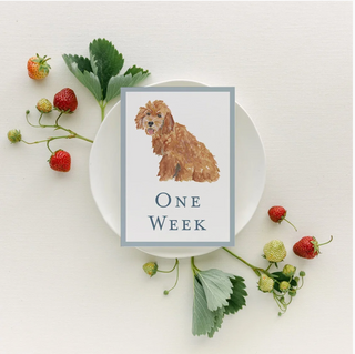 Baby Milestone Cards - Dogs by Catherine Cartie